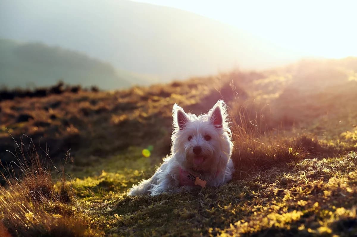 Do Pets Go to Heaven? What Faiths and Traditions Teach