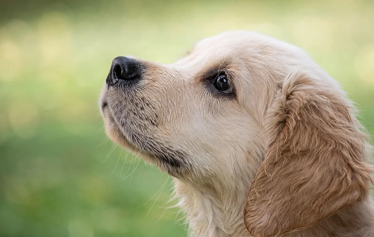Dog Reincarnation and the Signs Your Dog's Soul Has Returned