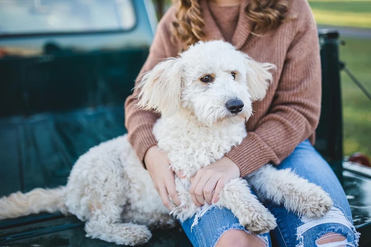 How Much Does a Pet Psychic Cost? A Buyer's Price Guide